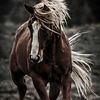 lisa_buller